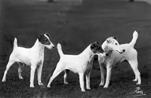 Dog Breeds UK Prints: Smooth Fox Terriers