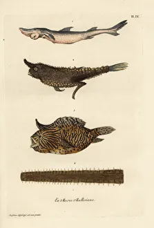 Smoothhand shark, angler fish, burrfish and sawfish bill Smoothhand shark, angler fish, burrfish and sawfish bill