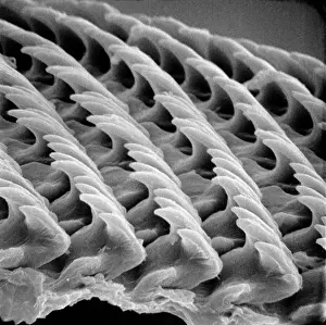 Snail Teeth, a Print by Mary Evans Prints Online