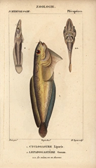 Snailfish, Cyclogasterus liparis, and clingfish Snailfish, Cyclogasterus liparis, and clingfish