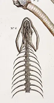 Snake Skeleton Print from Albertus Seba's Thesaurus