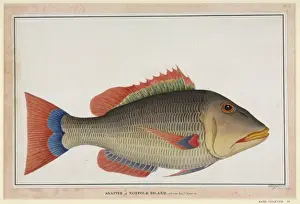 Prints of Drawing no 54 by George Raper, 1790. Illustration labelled snapper of Norfolk Island R Prints: Snapper Fish Print, Norfolk Island, 1790