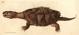 Prints of Snapping turtle, Chelydra serpentina.. Handcolored copperplate engraving from George Shaw and Frederick Nodders The Naturalists Miscellany 1812 Snapping Turtle Prints: Snapping Turtle Print, Chelydra serpentina, 1812 Engraving