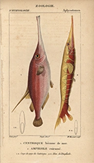 Snipe or trumpet fish, Macroramphosus scolopax Snipe or trumpet fish, Macroramphosus scolopax