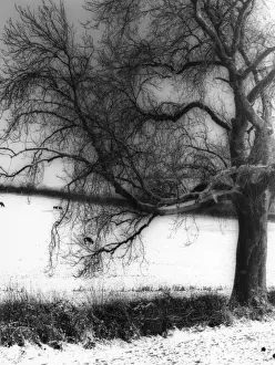 Snow Covered Trees Image Prints: Snow and Tree Study