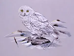 Prints of A Snowy Owl (Bubo scandiacus). Painting by Malcolm Greensmith Snowy Owl Prints: Snowy Owl Print by Malcolm Greensmith