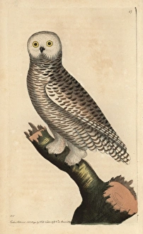 Snowy owl, Arctic Owl, Great White Owl or Harfang Snowy owl, Arctic Owl, Great White Owl or Harfang