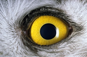 Snowy Owl - Eye - juvenile - a fledgling Snowy Owl - Eye - juvenile - a fledgling