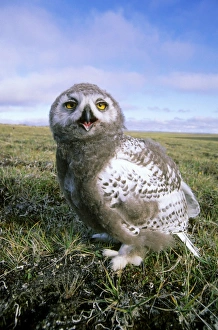 Snowy Owl - juvenile (a fledgling) - threatens Snowy Owl - juvenile (a fledgling) - threatens