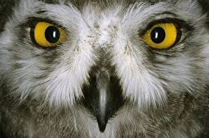 Snowy Owl - juvenile / fledgling, typical species Snowy Owl - juvenile / fledgling, typical species