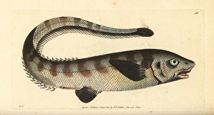 Snub-nosed spiny eel, Notacanthus chemnitzii Snub-nosed spiny eel, Notacanthus chemnitzii
