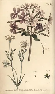 Soapwort, Saponaria officinalis, and greater Soapwort, Saponaria officinalis, and greater