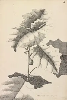 Solanaceae Plant Images Prints: Solanum repandum