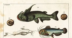 Soldier catfish and driftwood catfish Soldier catfish and driftwood catfish