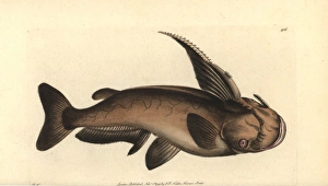 Soldier catfish, Osteogeneiosus militaris Soldier catfish, Osteogeneiosus militaris