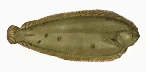 Victorian Marine Life Prints: Solea solea, or Common Sole