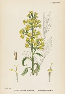 Wildflower Identification Prints: Solidago Virga-Aurea