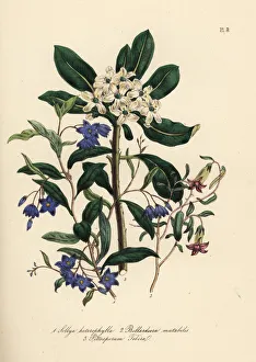 Sollya, changeable apple-berry and Chinese pittosporum Sollya, changeable apple-berry and Chinese pittosporum