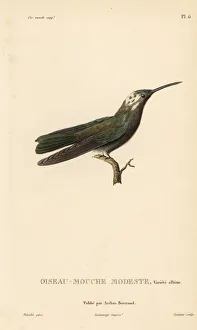 Sombre hummingbird, Aphantochroa cirrochloris Sombre hummingbird, Aphantochroa cirrochloris
