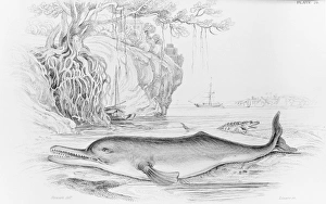 The Soosoo of the Ganges, a river dolphin The Soosoo of the Ganges, a river dolphin
