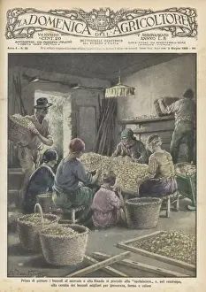 Sorting Silk Cocoons Print