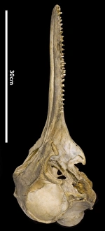 Sousa teuszii, Atlantic Hump-backed Dolphin Sousa teuszii, Atlantic Hump-backed Dolphin