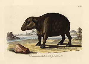 South American or Brazilian tapir, Tapirus South American or Brazilian tapir, Tapirus