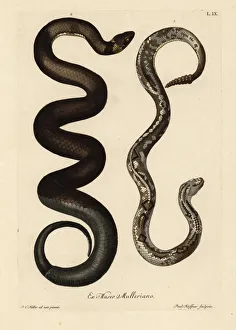 South American rattlesnake, Crotalus durissis South American rattlesnake, Crotalus durissis