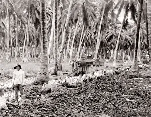 South East Asia - farm workers sorting crop South East Asia - farm workers sorting crop