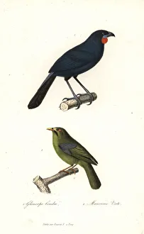 South Island kokako (extinct) and bell miner South Island kokako (extinct) and bell miner