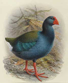 South Island Takahe, Porphyrio hochestetteri South Island Takahe, Porphyrio hochestetteri