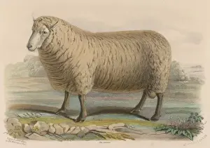 Prints of Southdown ram belonging to John Ellman of Glynde, Sussex Sheep Prints: Southdown Ram Print, Glynde Estate, Sussex