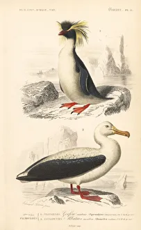 Southern rockhopper penguin and wandering albatross Southern rockhopper penguin and wandering albatross