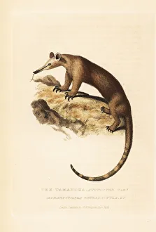 Southern tamandua, Tamandua tetradactyla Southern tamandua, Tamandua tetradactyla