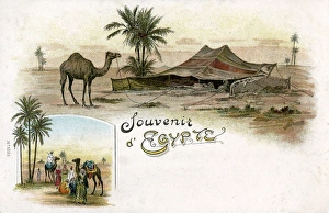 Souvenir of Egypt Postcard - Bedouin Tent and Camel Souvenir of Egypt Postcard - Bedouin Tent and Camel