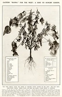 Soya beans - a hint for hungry Europe 1921 Soya beans - a hint for hungry Europe 1921