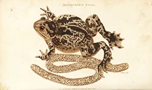 Spadefoot or garlic toad, Pelobates fuscus Spadefoot or garlic toad, Pelobates fuscus
