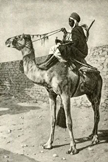 Spahi cavalryman on a camel, Algeria, North Africa Spahi cavalryman on a camel, Algeria, North Africa