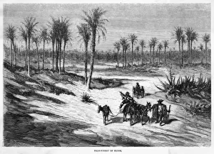 Print of Elches Palm Forest in Spain