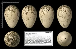 Images Dated 13th October 2005: Spallanzanis great auk egg