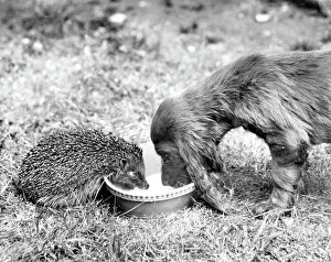 Unusual Animal Friendships Prints: Spaniel and hedgehog