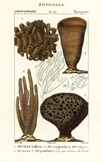 Species of marine demosponges and soft corals Species of marine demosponges and soft corals