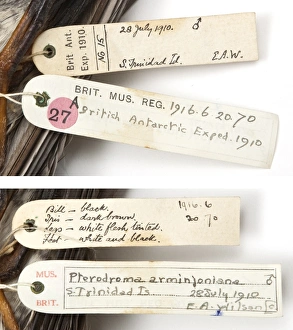 Specimen labels for Herald petrel Pterodroma, arminjoniana a Specimen labels for Herald petrel Pterodroma, arminjoniana a