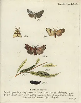 Speckled footman, Staurophora celsia and herald moth Speckled footman, Staurophora celsia and herald moth