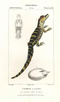 Spectacled caiman and hatching egg of the American crocodile Spectacled caiman and hatching egg of the American crocodile