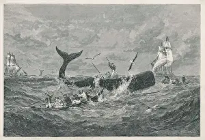 Prints of A sperm whale attacked Sperm Whale Prints: Sperm Whale Print 1868 Lithograph