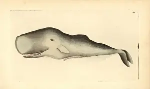 Sperm Whale Illustration Prints: Sperm whale, Physeter macrocephalus