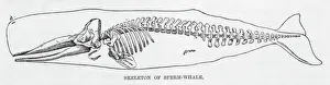 Prints of The skeleton of a sperm whale Falkirk Prints: Sperm Whale Skeleton Print