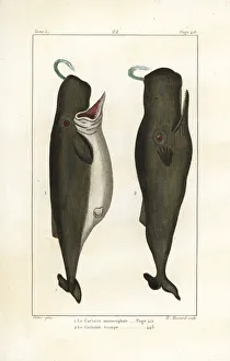 Sperm whale, trump whale or cachalot, Physeter Sperm whale, trump whale or cachalot, Physeter