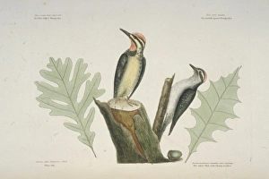Sphyrapicus varius, yellow-bellied sapsucker, Picoides pubesc Sphyrapicus varius, yellow-bellied sapsucker, Picoides pubesc